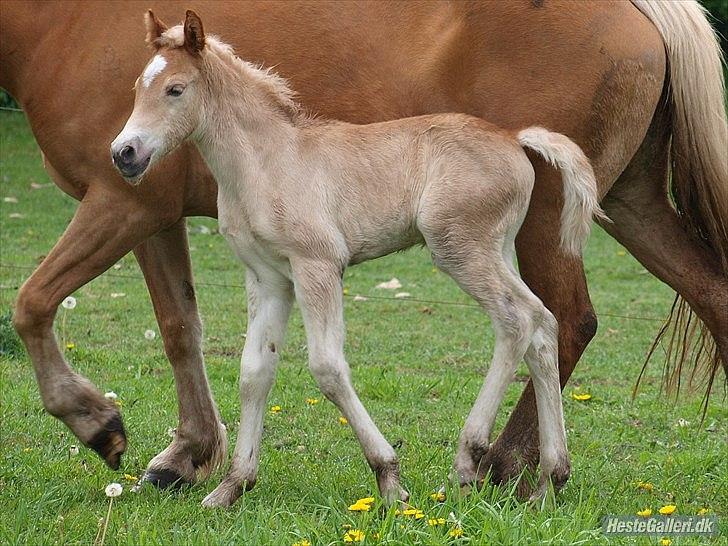 Haflinger Athæus MBM billede 3