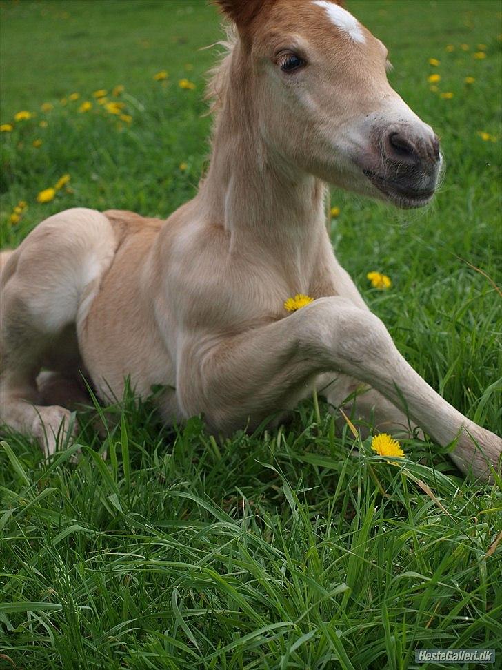 Haflinger Athæus MBM billede 4