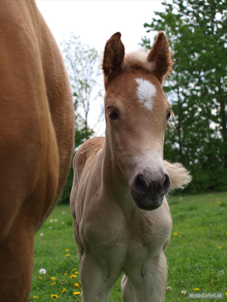 Haflinger Athæus MBM billede 5