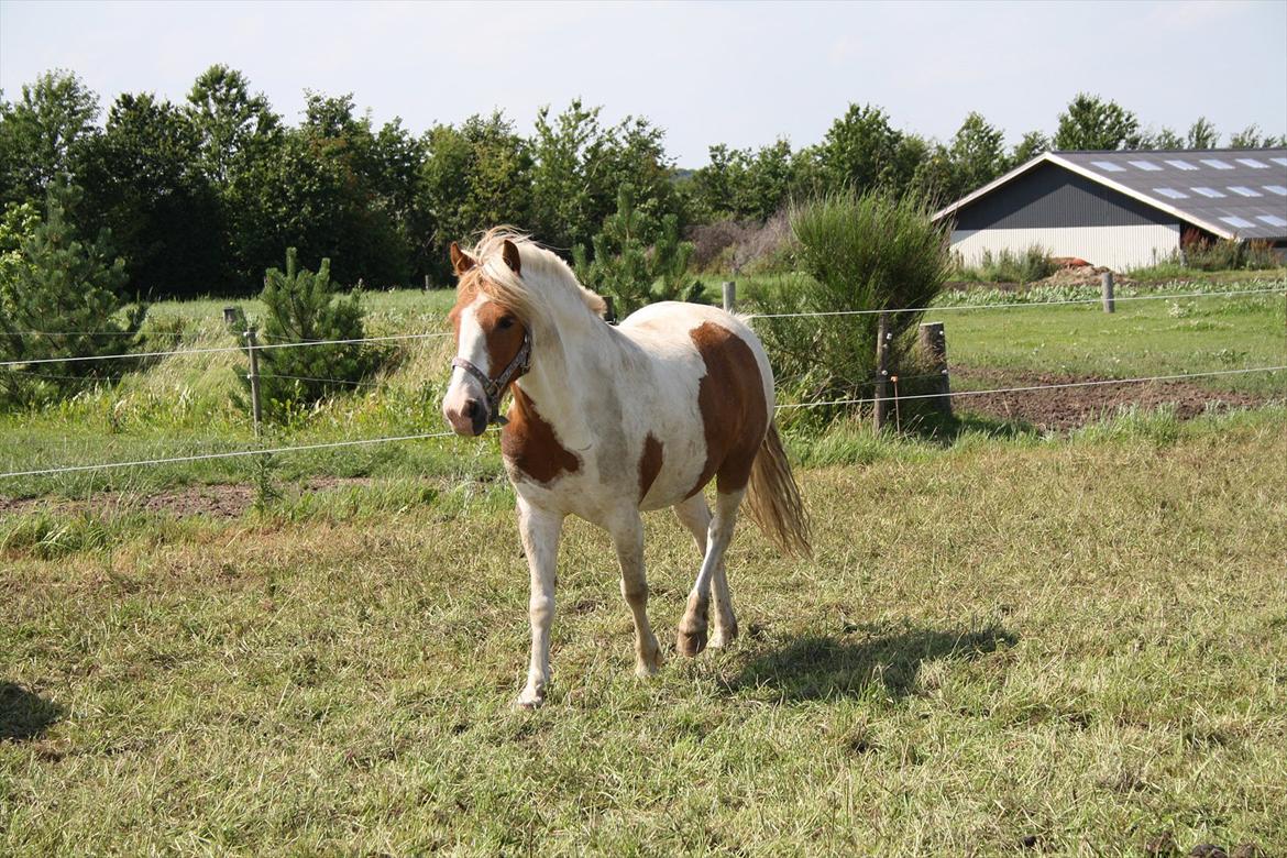 Pinto Lucky Boy - Min dejlige Lucky, sommeren 2011 billede 19