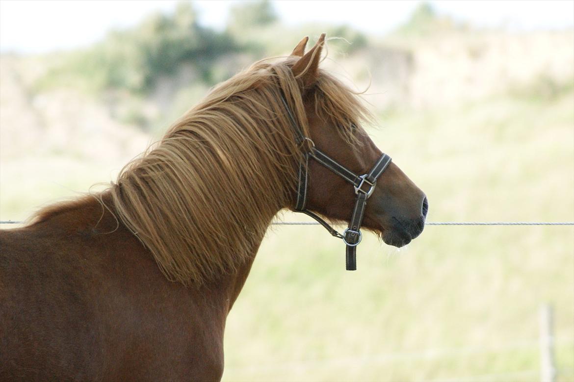 DSP Moonjam´s Melody billede 9