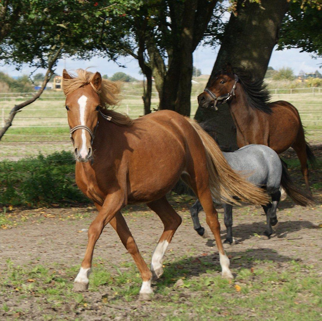 DSP Moonjam´s Melody billede 10