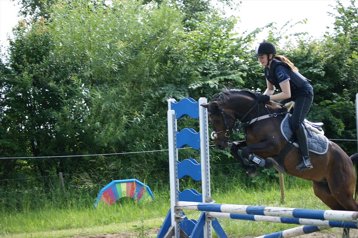 DSP Moonjam´s Mr. Sunshine billede 16