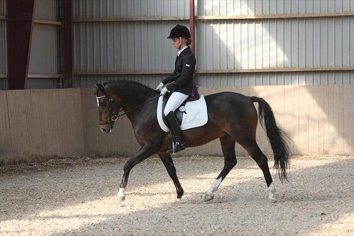 New Forest Opbroek´s Aron (solgt) - "nyt" Aron i LA1 til 68,97% 

kjaersfeldtfoto :)  billede 2