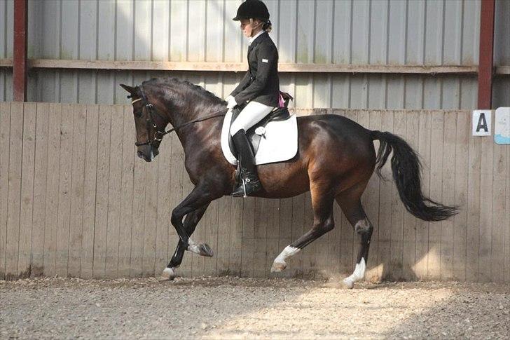 New Forest Opbroek´s Aron (solgt) - "nyt" Aron i LA1 til 68,97% 

Kjaersfeldtfoto :)  billede 6