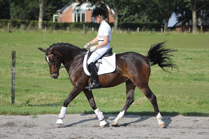 New Forest Opbroek´s Aron (solgt) - "nyt" opvarmning til stævne. 

Kjaersfeldtfoto :)  billede 4