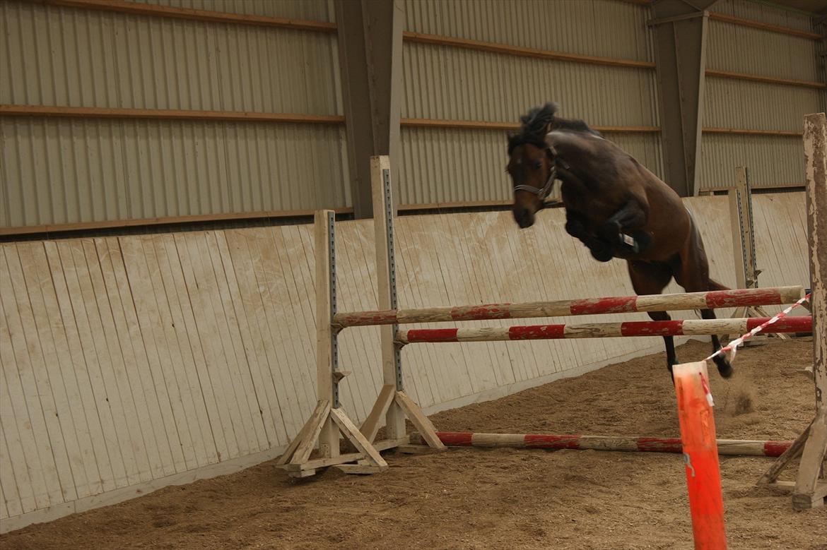 DSP Moonjam´s Mr. Sunshine billede 17