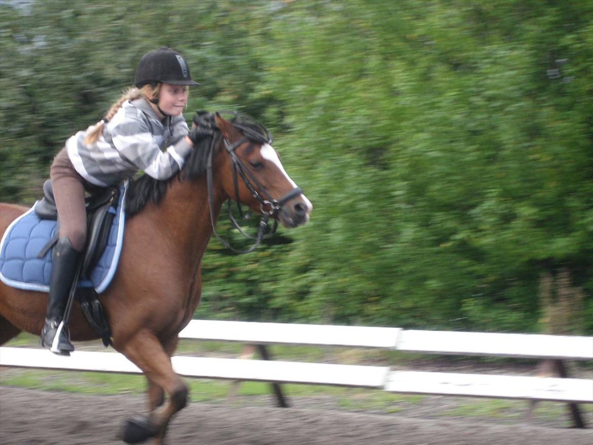 Welsh Pony (sec B) Klintholms sir Clark B-pony <33 - Haha, hyggelig dag xD billede 10