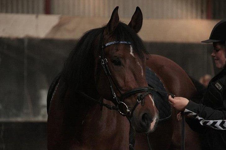 Anden særlig race Ocean billede 12