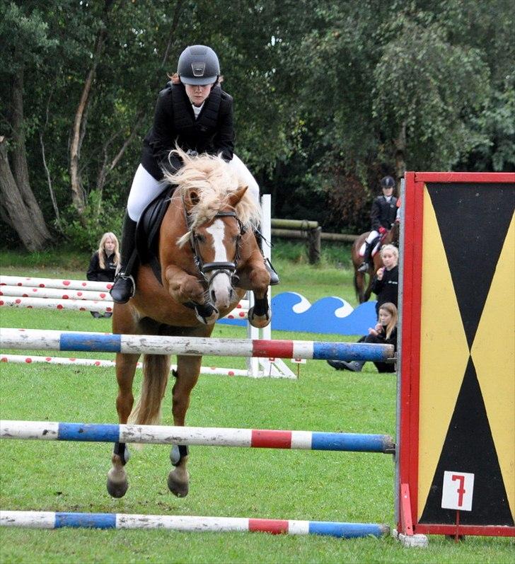 Haflinger Prins Hans -  | 7 | Livet er hvad man gør det til. Jeg gør mit bedste. Foto: Stine Ravn billede 7