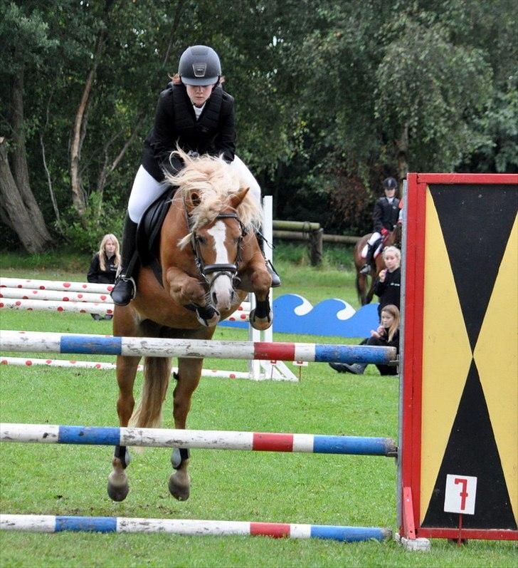 Haflinger Prins Hans -  | 7 | Livet er hvad man gør det til. Jeg gør mit bedste. Foto: Stine Ravn billede 7