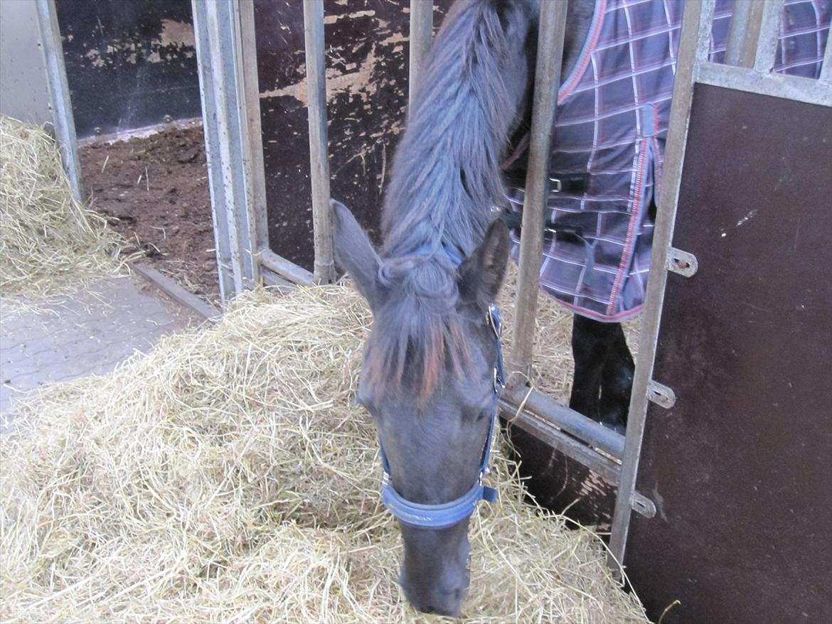 Barockpferd Hope's Kashede billede 2