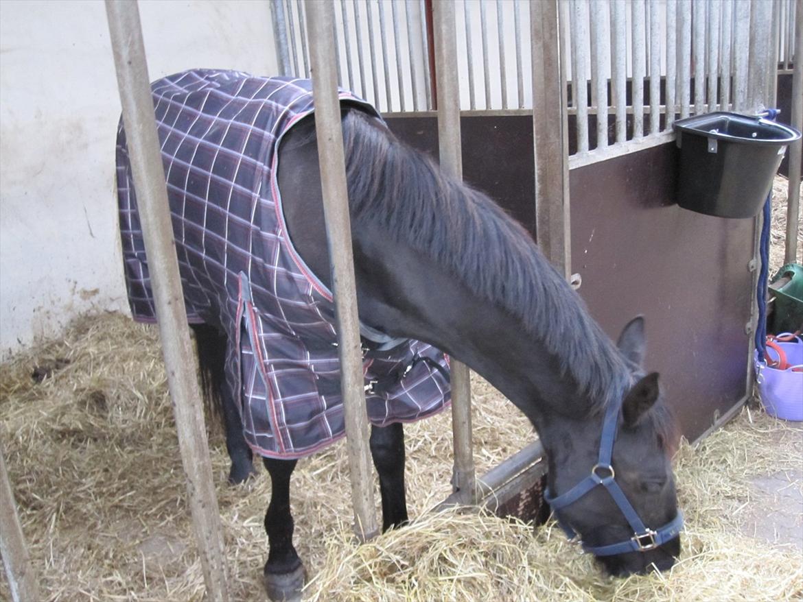 Barockpferd Hope's Kashede billede 3