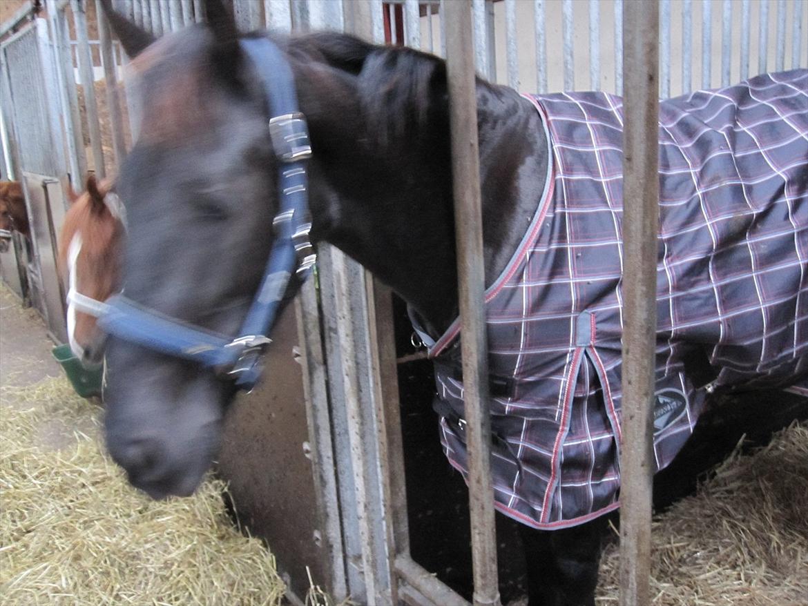 Barockpferd Hope's Kashede billede 4