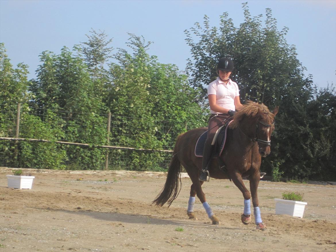 DSP Aischa *Søsters pony* - Galop på dressur ponyen! billede 5