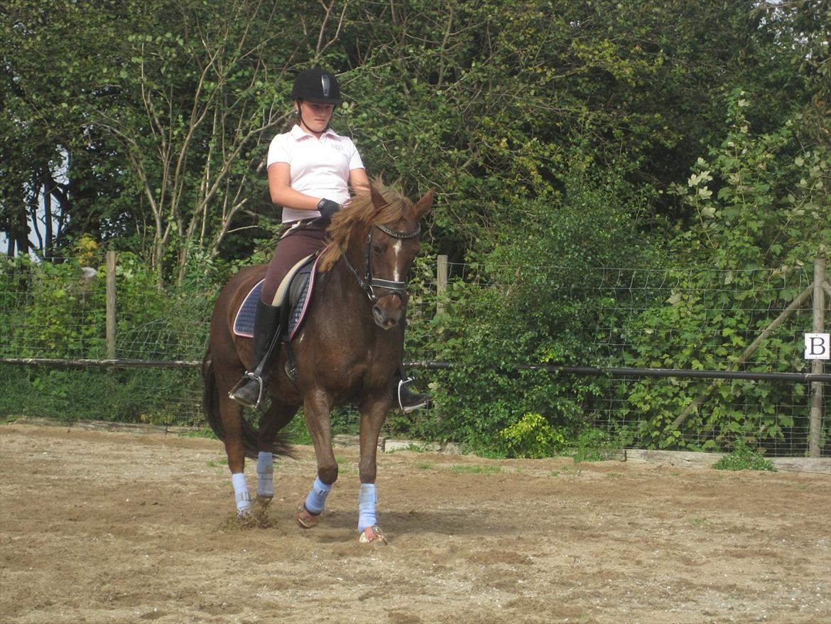 DSP Aischa *Søsters pony* - Øgning billede 15