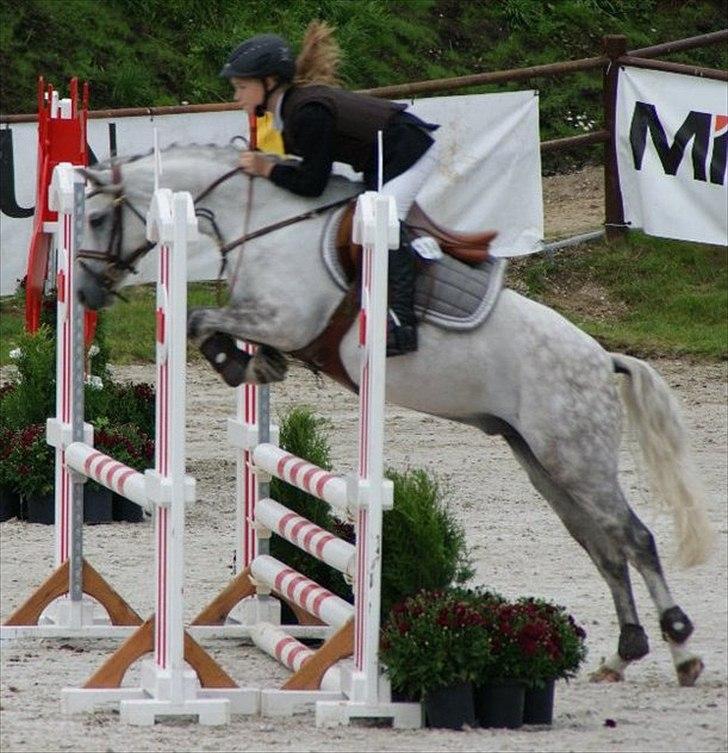 Welsh Pony (sec B) Korreborgs Ultimo (Min bedste ven) (SOLGT OG SAVNE - Velkommen til Ulles profil Læg gerne en kommentar så bliver han glad :D
Her ses vi i vores første MB til Stall Melby :D billede 1