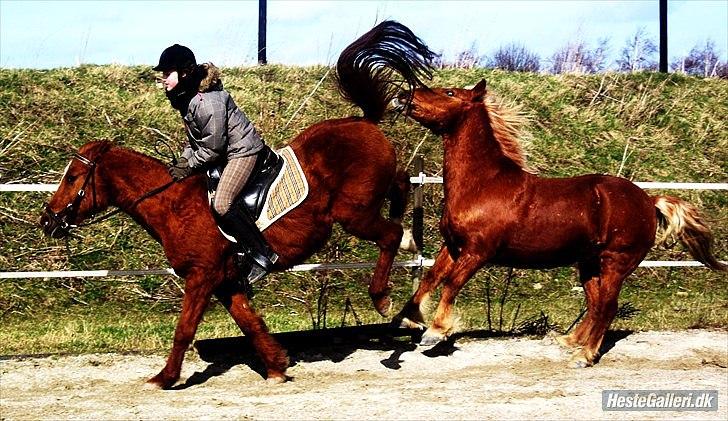 Anden særlig race /Araber Kasmir DØD billede 16