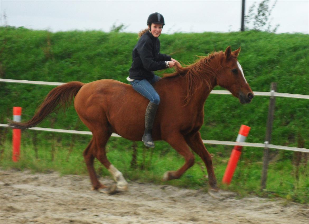 Anden særlig race /Araber Kasmir DØD billede 19