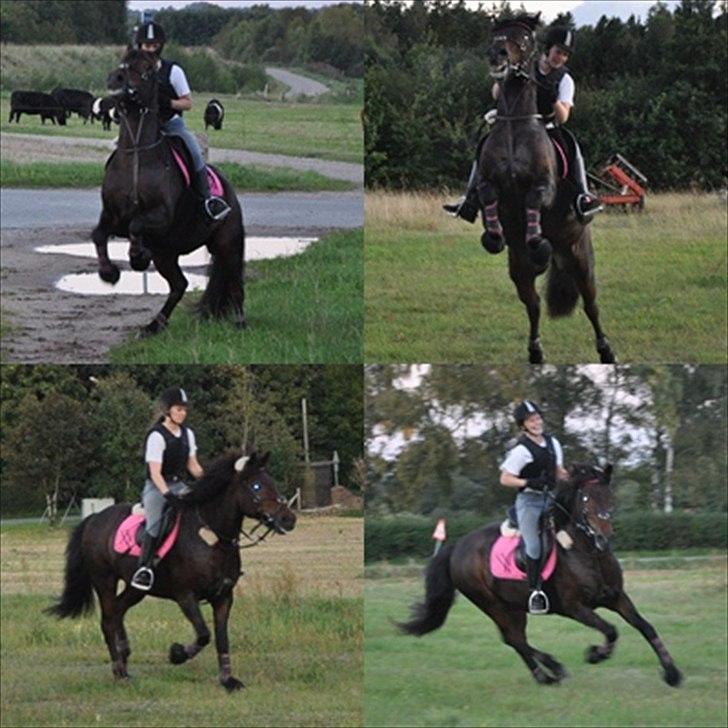 Anden særlig race Balou - På marken, har næsten lige lært ham at stejle :D   billede 5