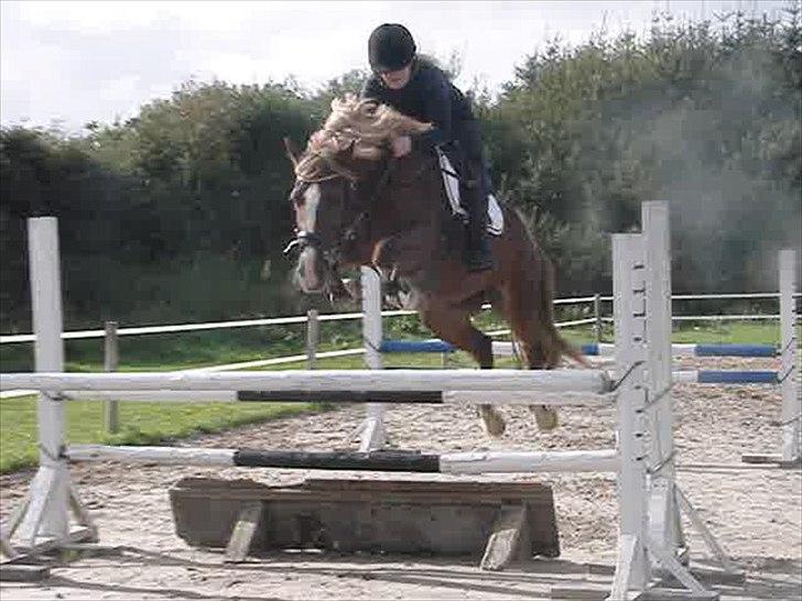 Welsh Cob (sec D) Dyrfal Rosebuds Last billede 3