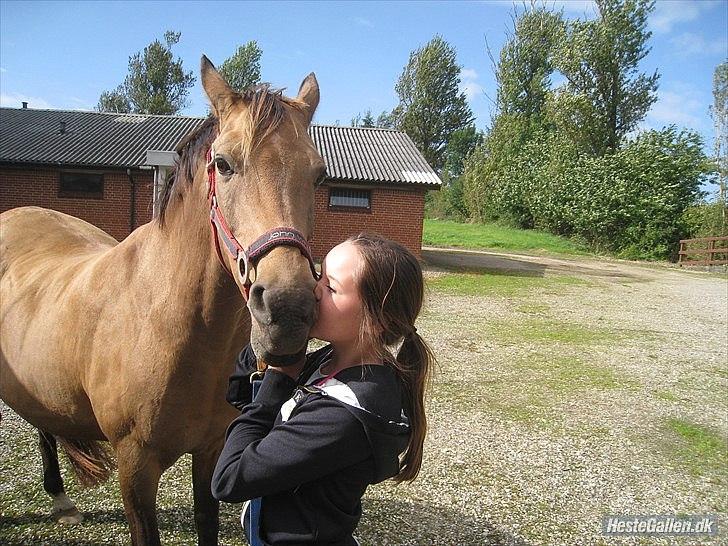 Anden særlig race Irish Excellent R.I.P :'( - En pony der ALDRIG vil blive glemt
R.I.P irish excellent  billede 1