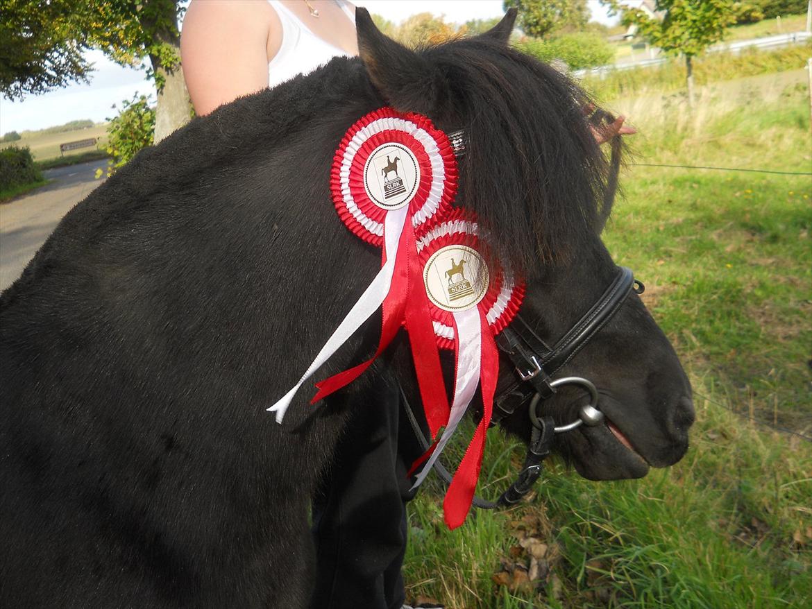 Knabstrupper I Moonlight Shadow - Velkommen til Moonlight Profil. billede 11