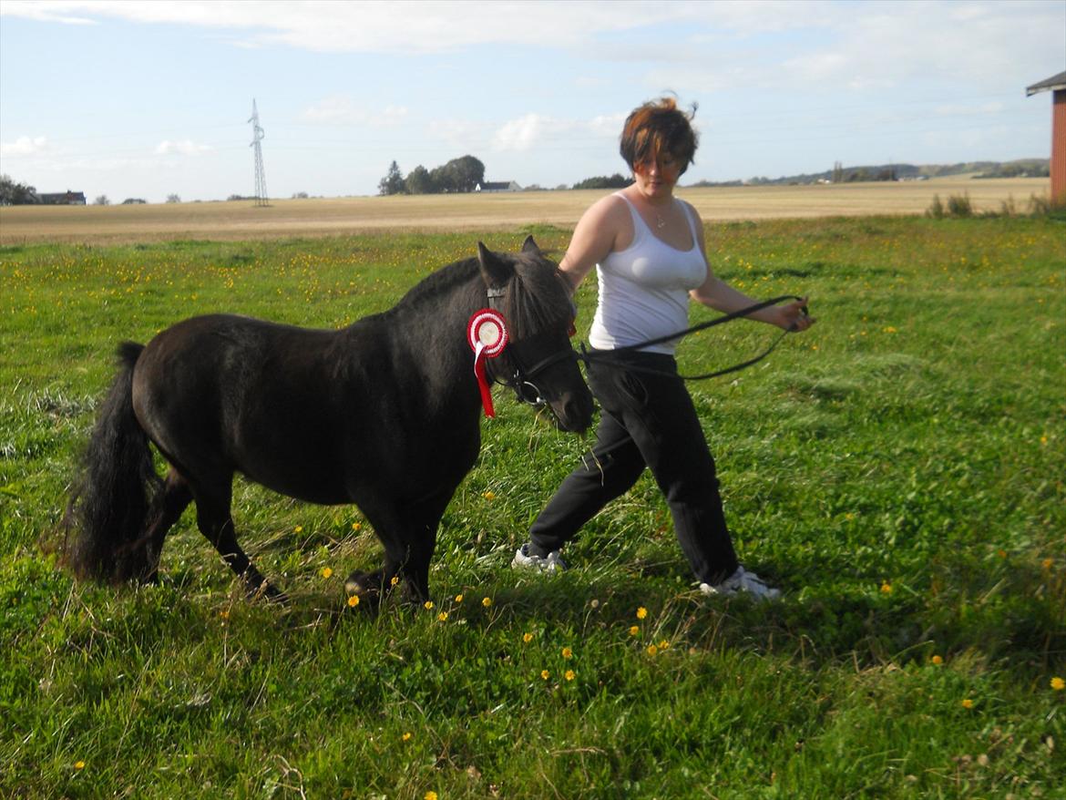 Knabstrupper I Moonlight Shadow billede 13