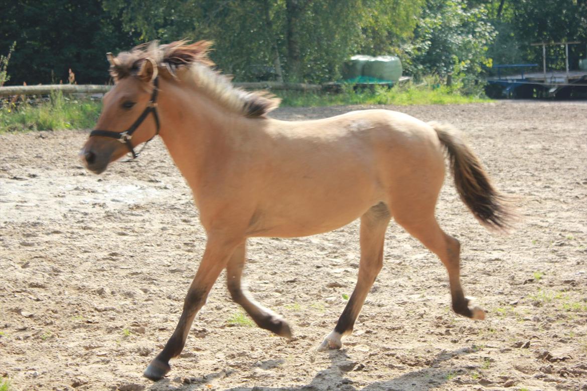 Anden særlig race Cocio - Cocio i trav på banen :) billede 15