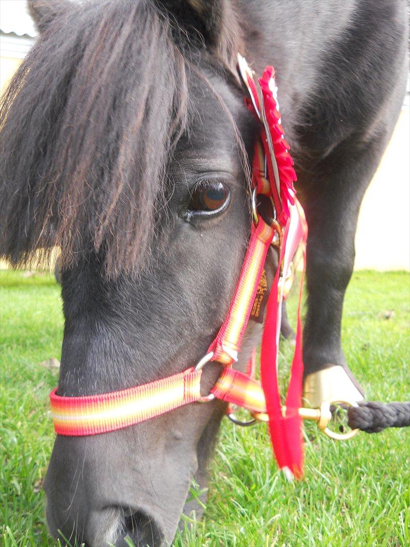 Knabstrupper I Moonlight Shadow billede 12