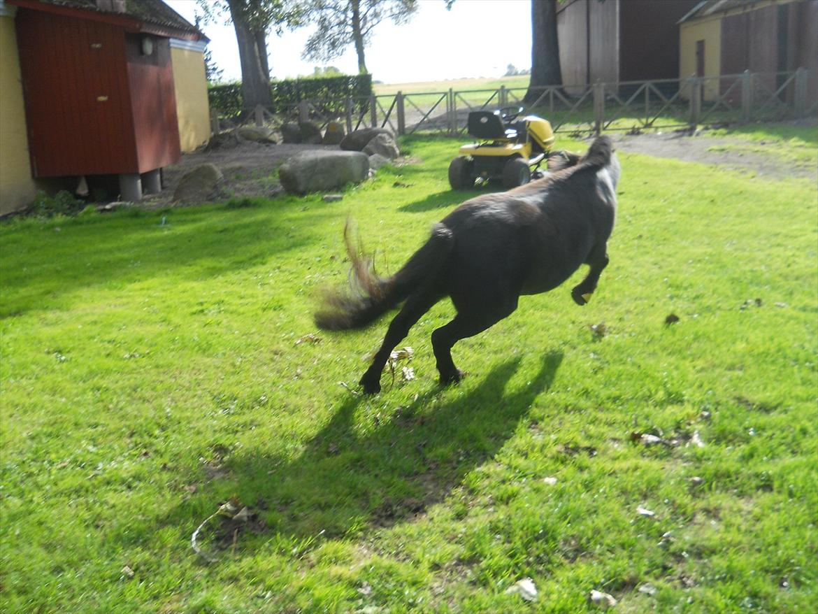 Knabstrupper I Moonlight Shadow billede 14