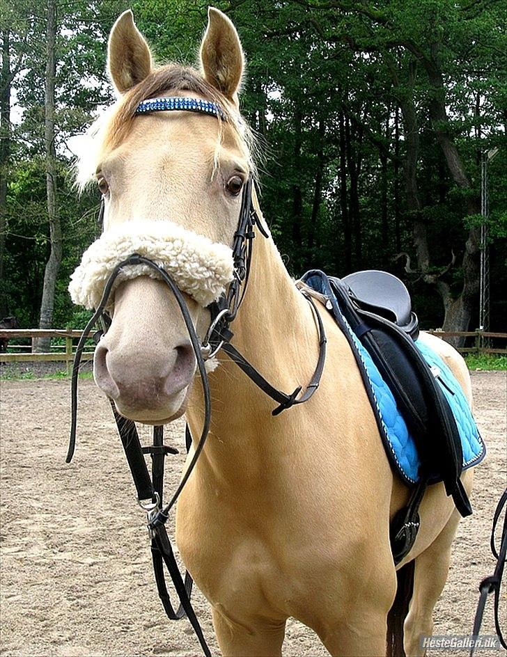 Anden særlig race Sioux - baby <3
Læsøe-photo billede 10