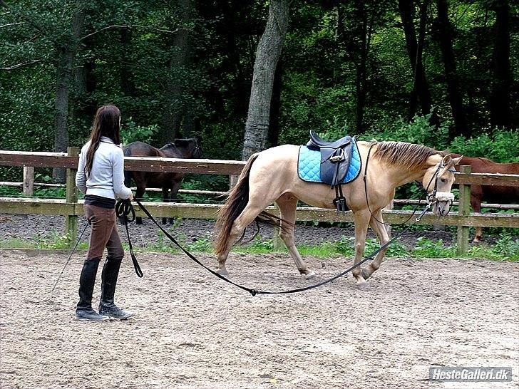 Anden særlig race Sioux - Longering, for at afhælpe gjordproblemer.
Læsøe-photo billede 13