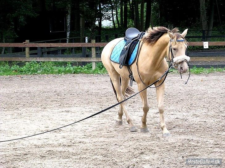 Anden særlig race Sioux - Læsøe-photo billede 4
