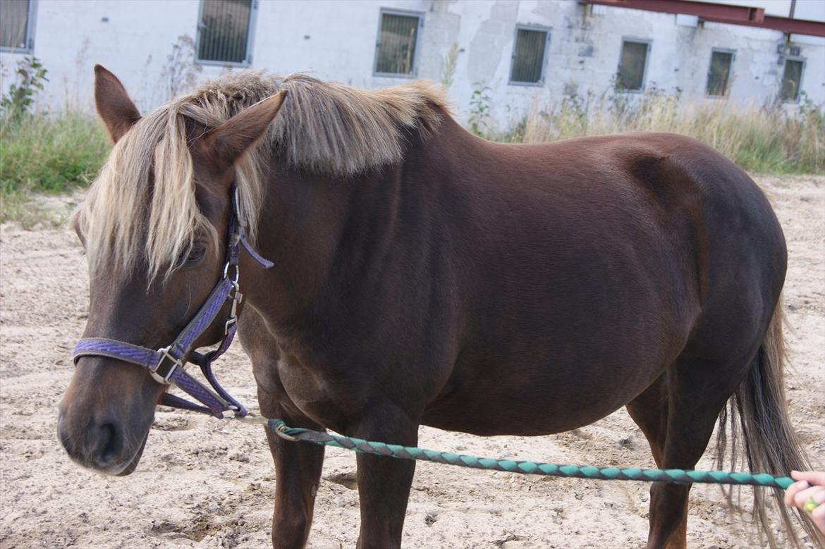 DSP Jolene  billede 16