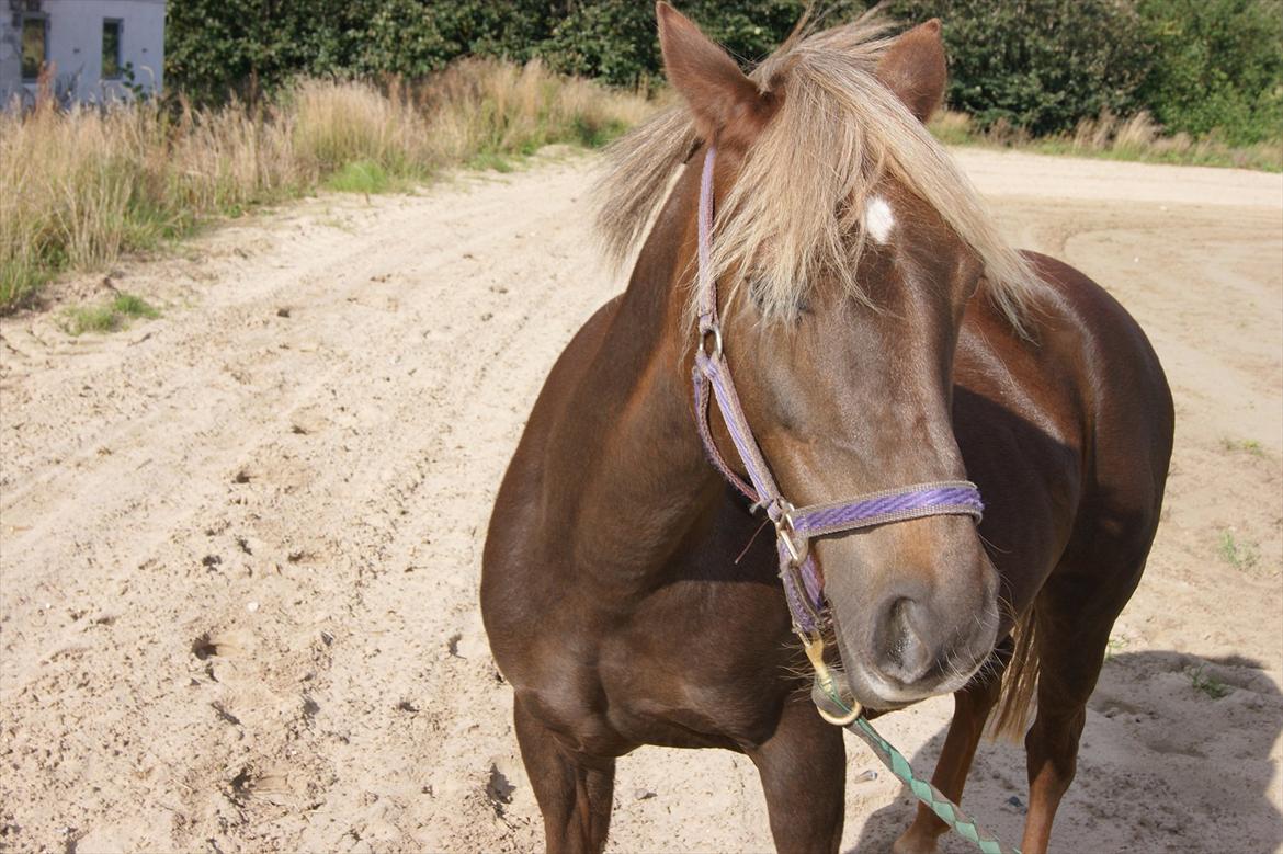 DSP Jolene  billede 17