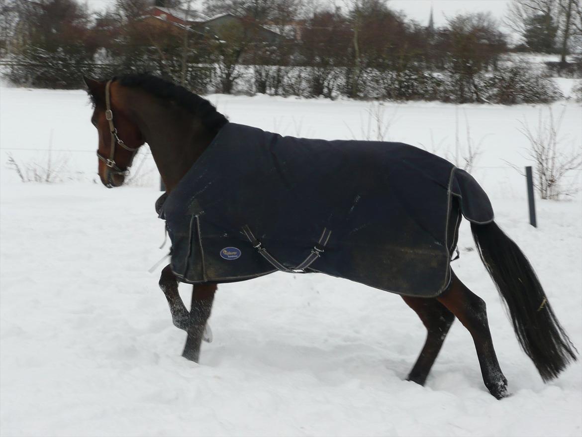 Dansk Varmblod Håbets Romano billede 1