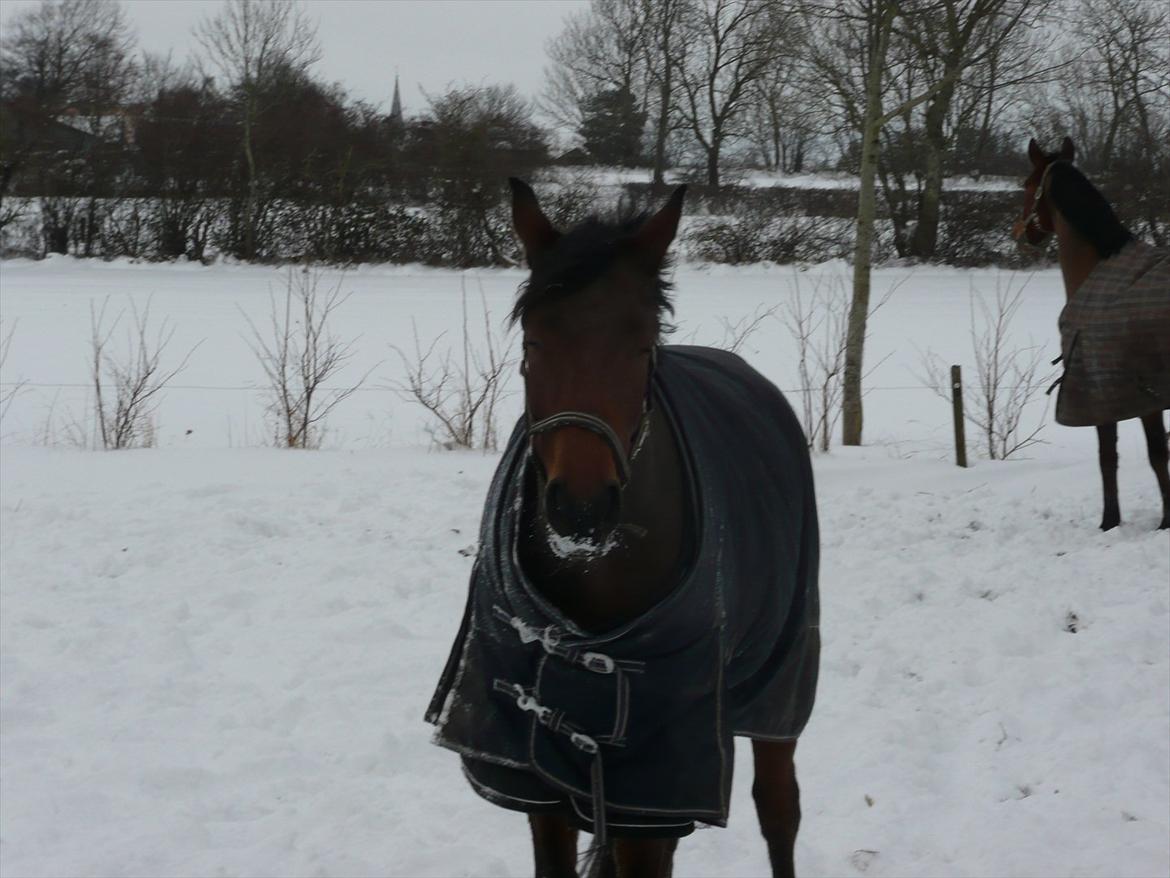Dansk Varmblod Håbets Romano billede 2