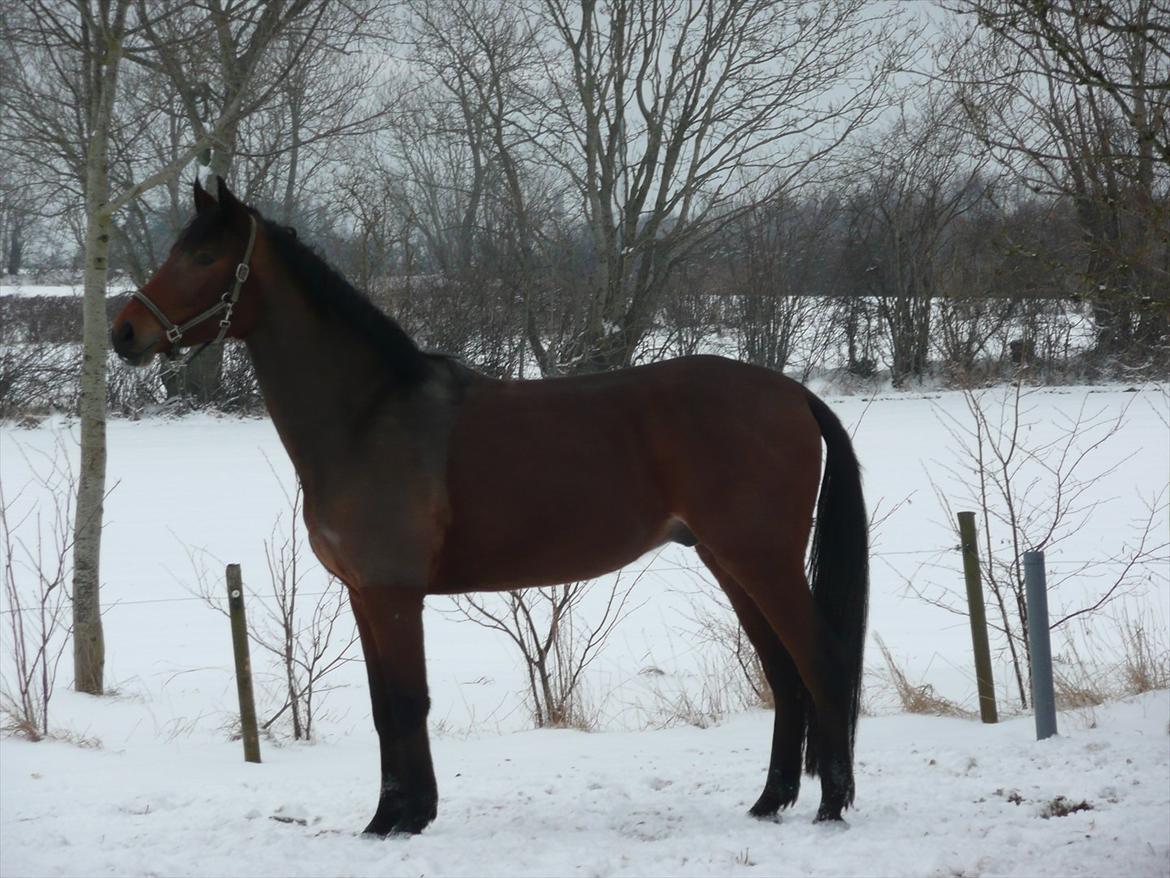 Dansk Varmblod Håbets Romano billede 3