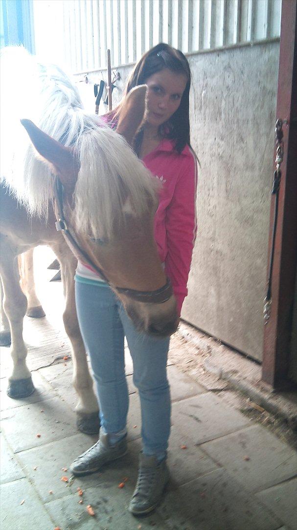 Tyroler Haflinger Wilox  billede 18