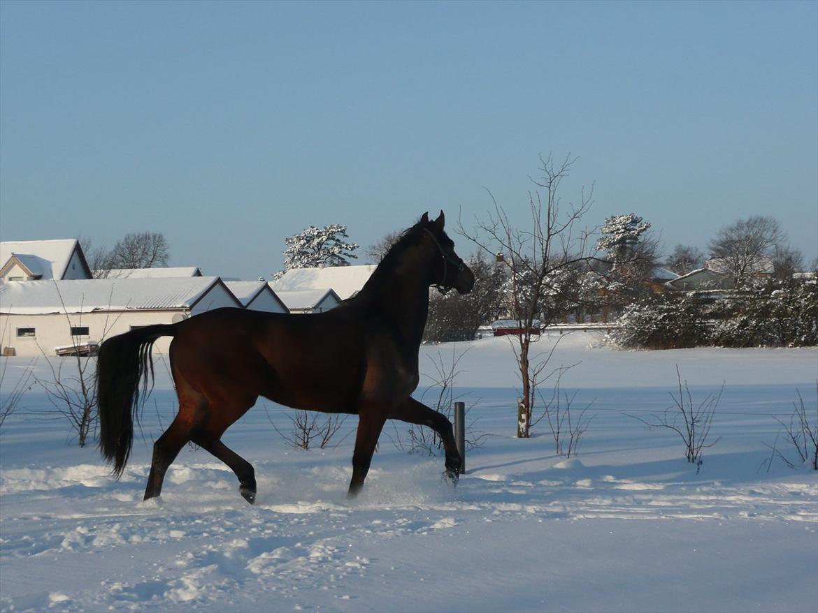 Dansk Varmblod Håbets Romano billede 4