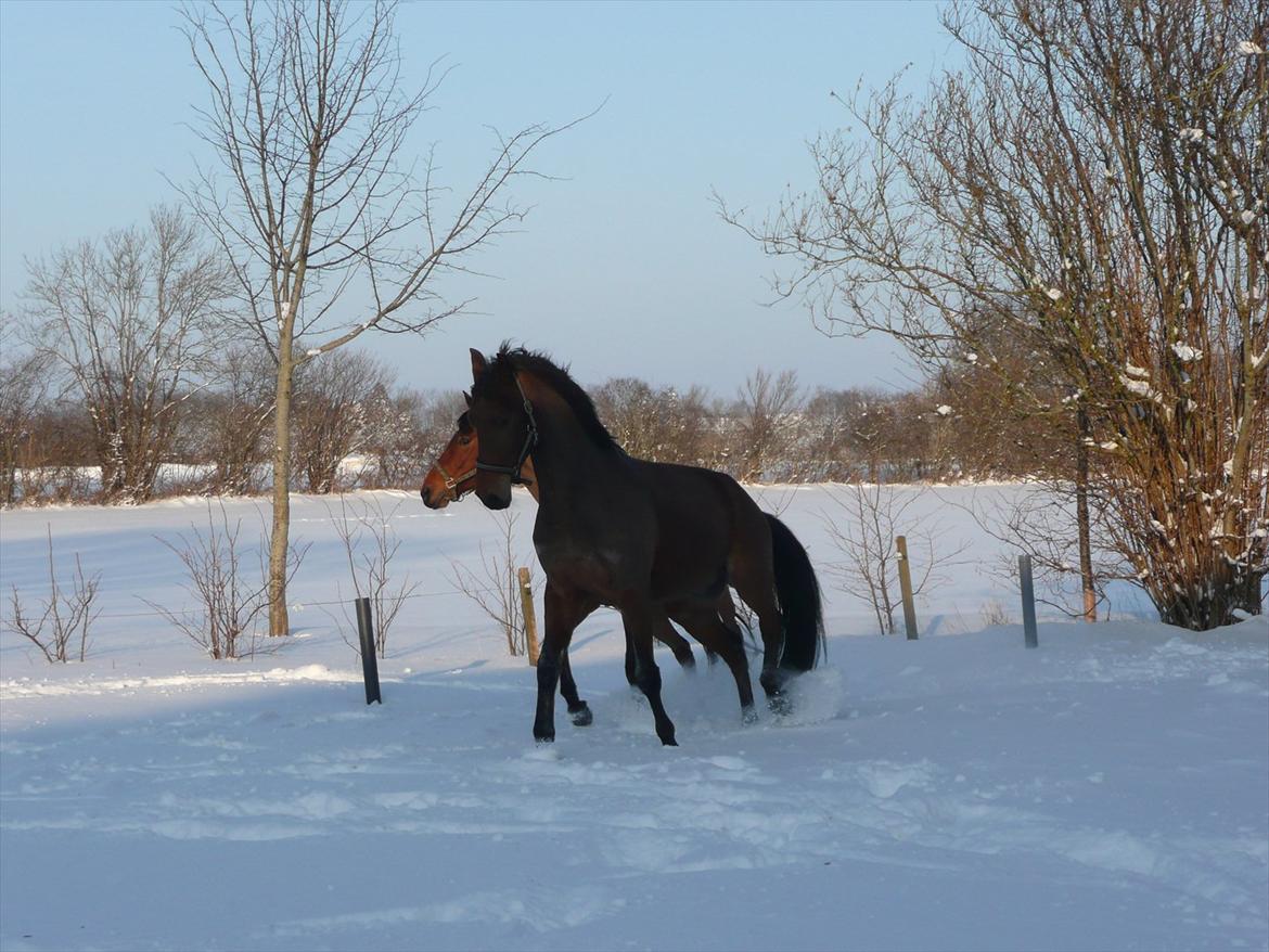 Dansk Varmblod Håbets Romano billede 5