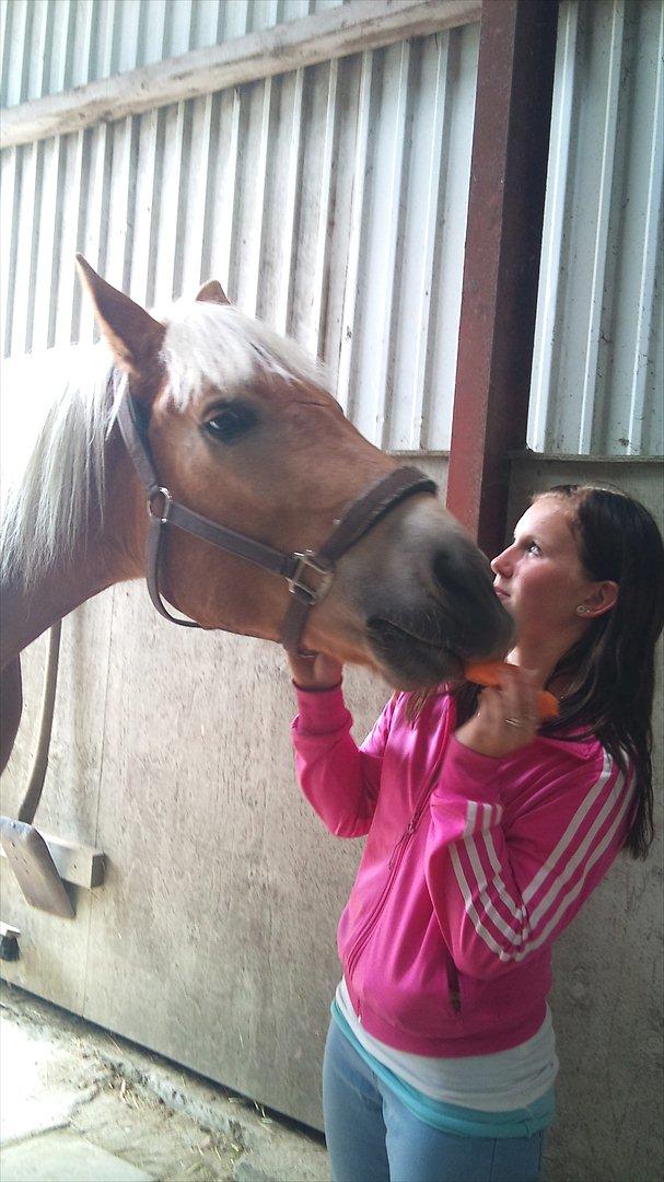 Tyroler Haflinger Wilox  billede 19