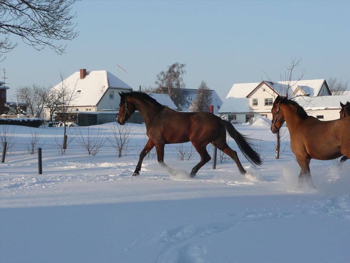 Dansk Varmblod Håbets Romano billede 6