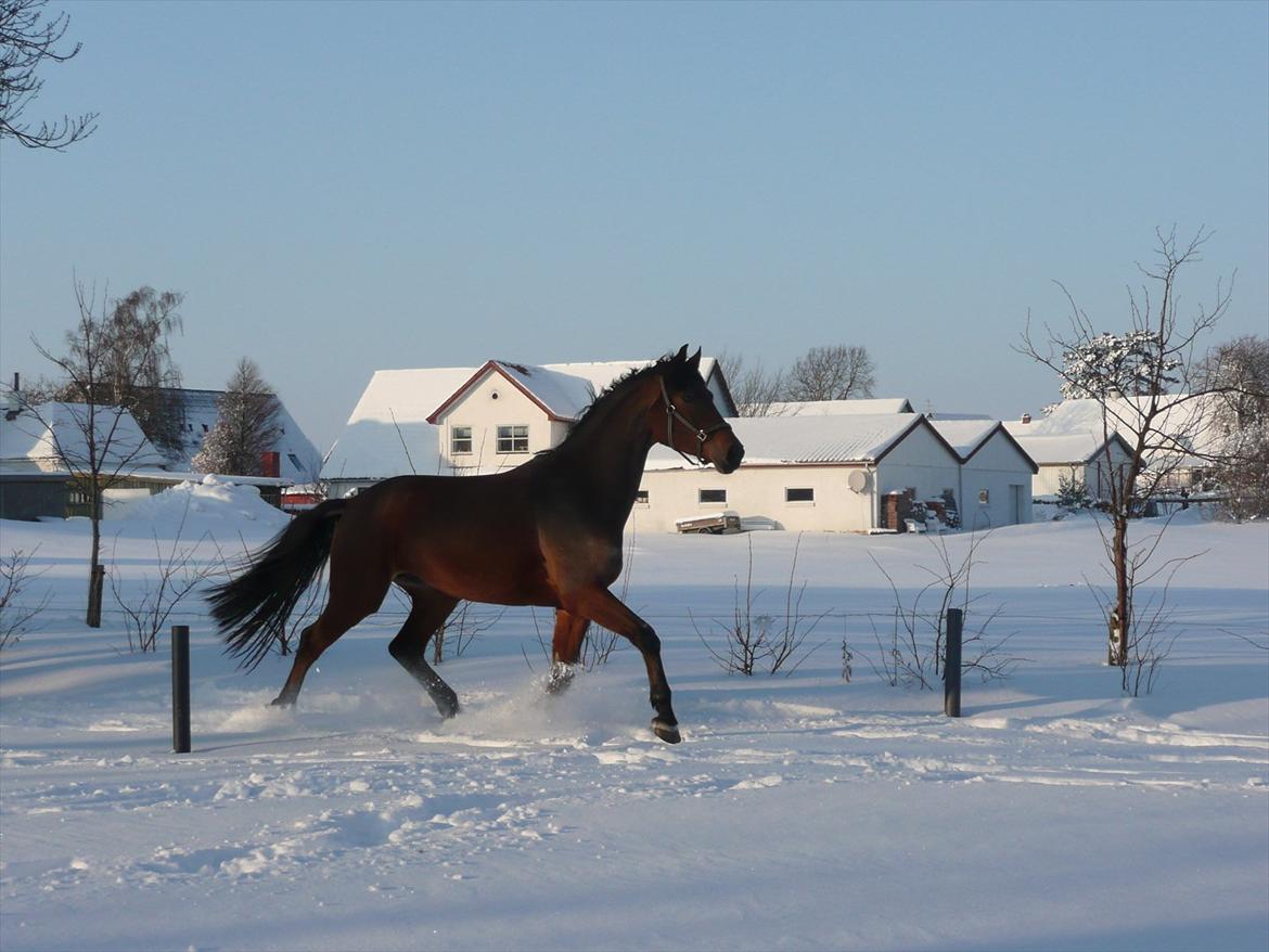 Dansk Varmblod Håbets Romano billede 7