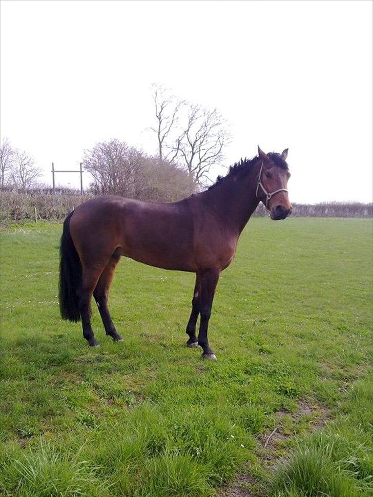 Dansk Varmblod Håbets Romano billede 8