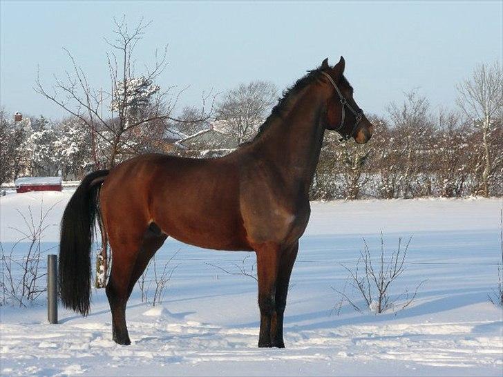 Dansk Varmblod Håbets Romano billede 10