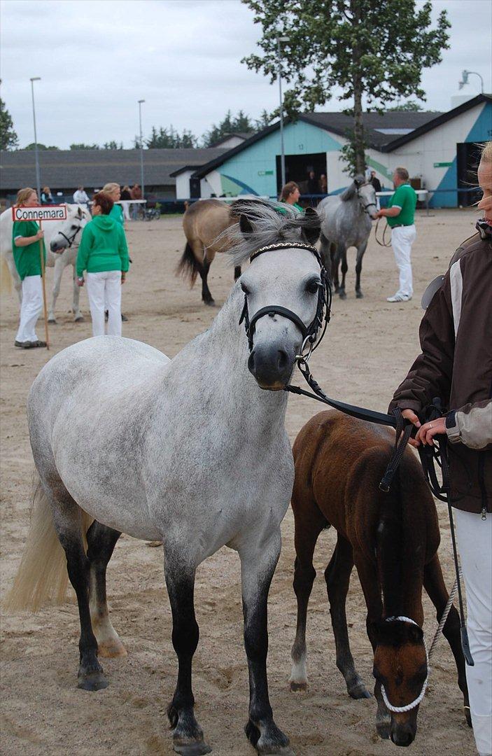 Welsh Mountain (sec A) Christoft Troika billede 19