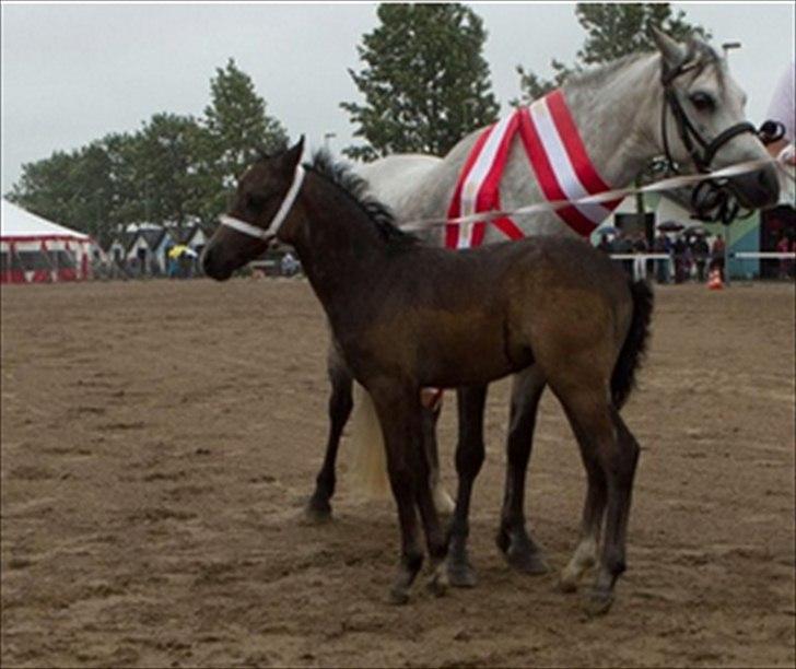 Welsh Mountain (sec A) Christoft Troika billede 20