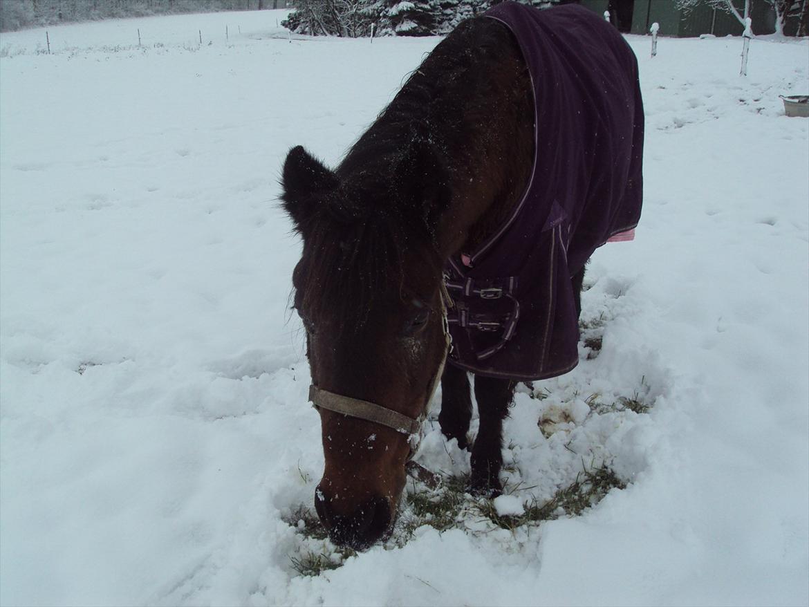 New Forest Pichan R.I.P. - Min smukke pony med vinterpels (: billede 19